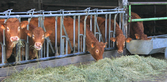 Viande bovine : les prix avant les manifestations